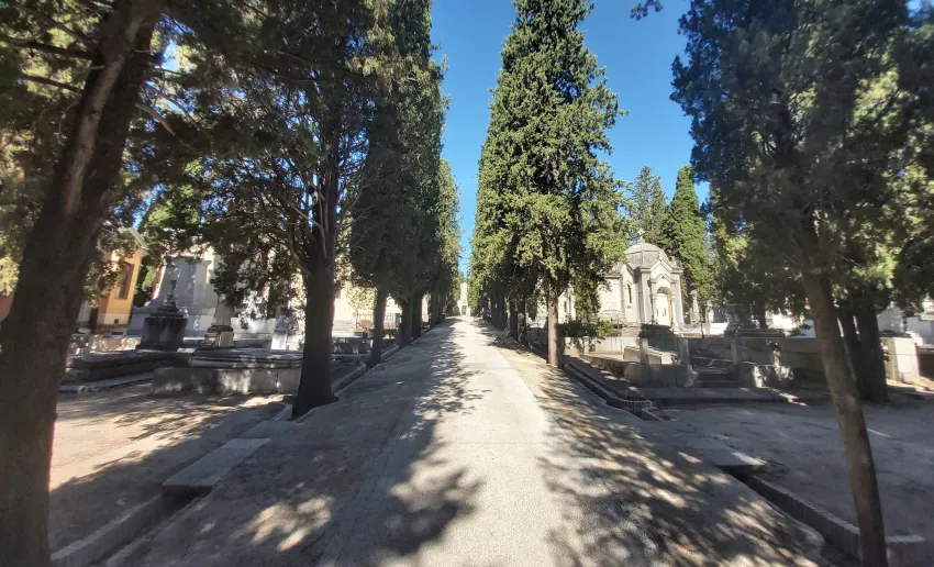 paseo entre cipreses en el interior del cementerio